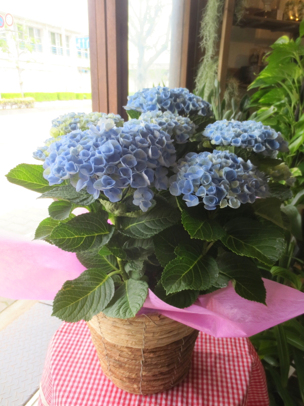 ◇匿名／画像現品✕2鉢◇紫陽花マジカルレボリューションレインボー4