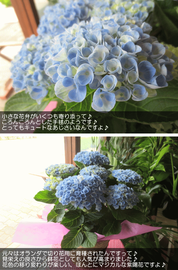 hydrangea_16_04.gif