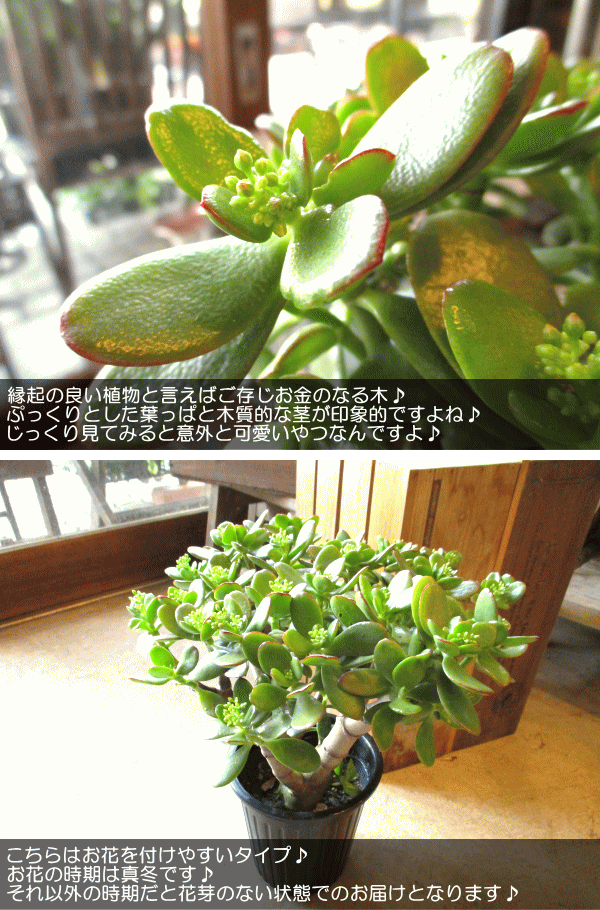 お金のなる木 花月 成金草 5号鉢サイズ 鉢植え 薫る花 庭木 シンボル 