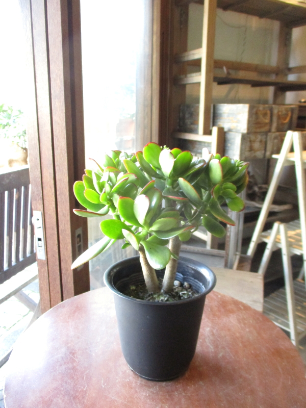 ③金のなる木（花芽付き）極太 kagetu_02_03.jpg