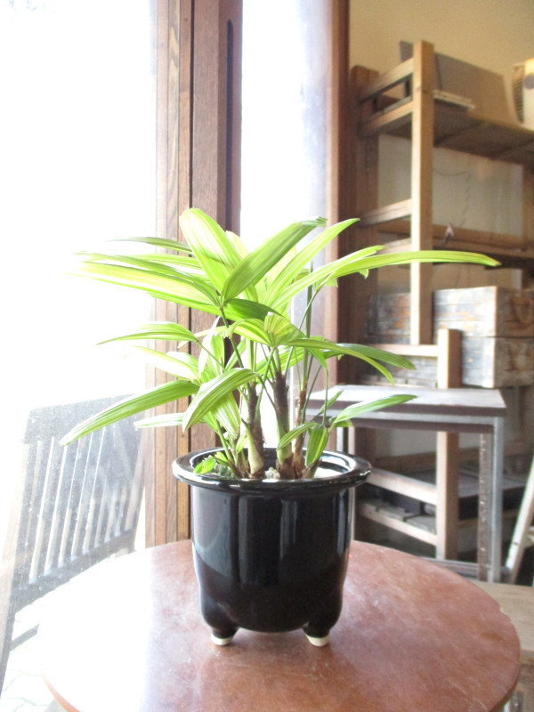 観音竹 綾錦 カンノンチク アヤニシキ 陶器鉢植え 薫る花 観葉植物