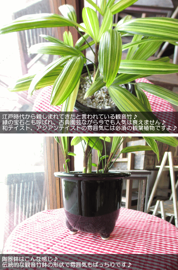 観音竹 綾錦 カンノンチク アヤニシキ 陶器鉢植え 薫る花 観葉植物