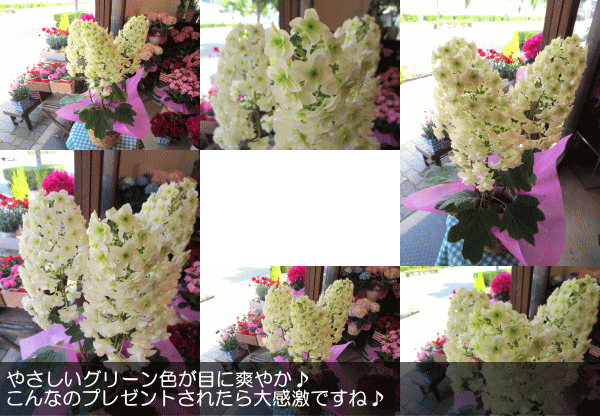 カシワバアジサイ 5号鉢サイズ 鉢植え 花 フラワー 鉢花 プレゼント ギフト 贈り物 紫陽花 あじさい ハイドランジア 緑色 グリーン 母の日特集  2024年 : kashiwaba5-01 : 薫る花 - 通販 - Yahoo!ショッピング