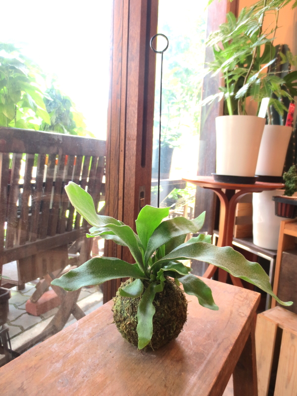 Amazon｜コウモリラン ビカクシダ ワイヤー付 苔玉 観葉植物