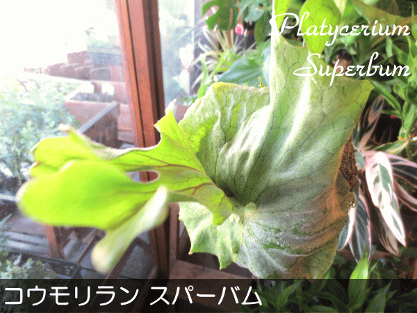 コウモリラン ビカクシダ スパーバム 苔玉仕立て Mサイズ ワイヤー吊り玉仕立て 蝙蝠蘭 鹿角シダ 送料無料 薫る花 観葉植物 吊り下げ ぶら下げ コケ玉 Koumori 06 薫る花 通販 Yahoo ショッピング