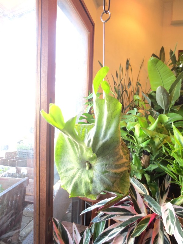 コウモリラン ビカクシダ スパーバム 苔玉仕立て Mサイズ ワイヤー吊り玉仕立て 蝙蝠蘭 鹿角シダ 送料無料 薫る花 観葉植物 吊り下げ ぶら下げ コケ玉 Koumori 06 薫る花 通販 Yahoo ショッピング