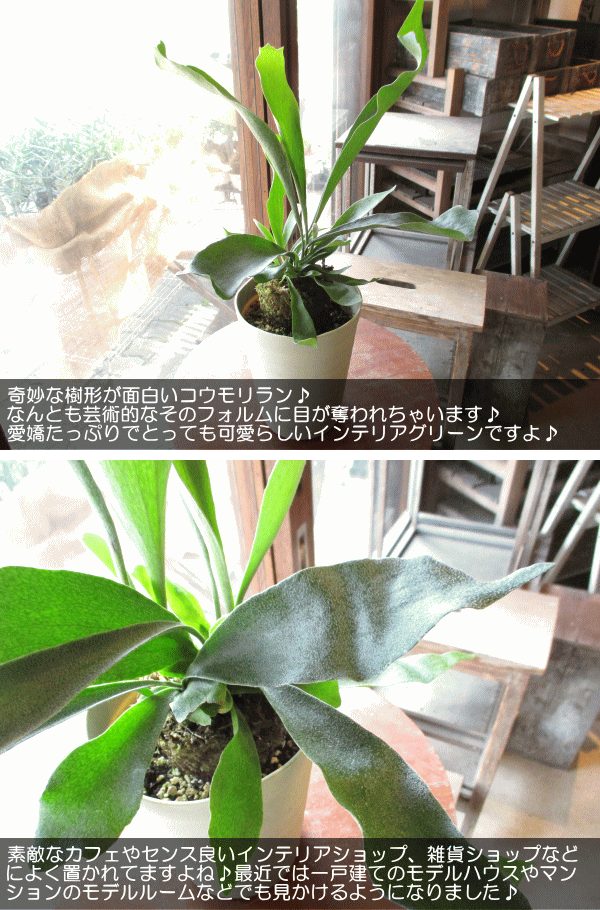 限定価格セール ミニ 観葉植物 コウモリラン ビカクシダ プラティセリウム グランデ 3号 おしゃれ 小さい かわいい インテリア グリーン 卓上  生花 本物 おすすめ 初心者 育てやすい 小型 寄せ植え 室内 ギフト 開店祝い 引越し 新築祝い 壁掛け qdtek.vn