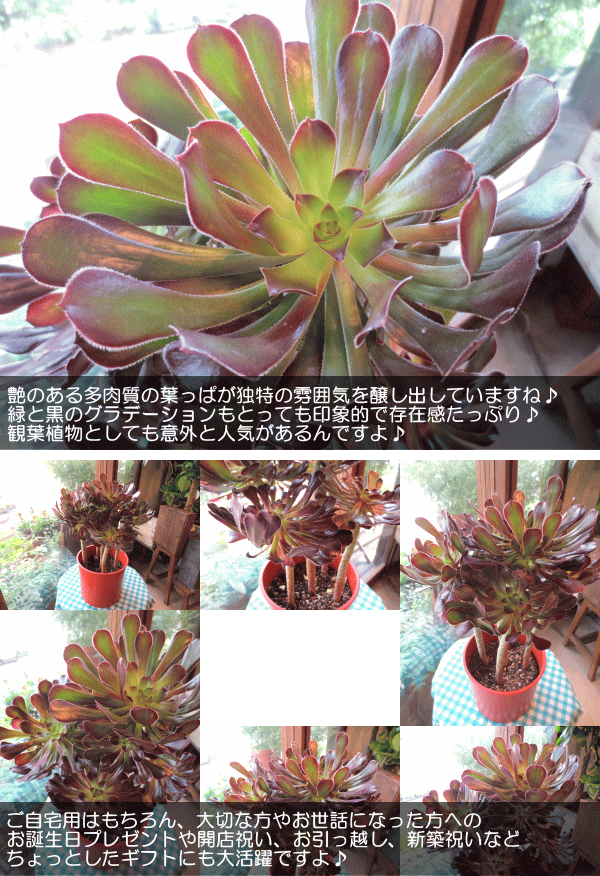 多肉植物 黒法師 サンシモン 6号鉢サイズ 観葉植物 ミニ インテリア プレゼント ギフト 誕生日 開店祝い 引越し クロホウシ アエオニウム Kurohoushi 01 薫る花 通販 Yahoo ショッピング 多肉植物 黒法師 サンシモン 6号鉢サイズ 観葉植物 ミニ インテリア プレゼント ギフト 誕生日 開店祝い 引越し クロホウシ アエオニウム Kurohoushi 01 薫る花 通販 Yahoo ショッピング