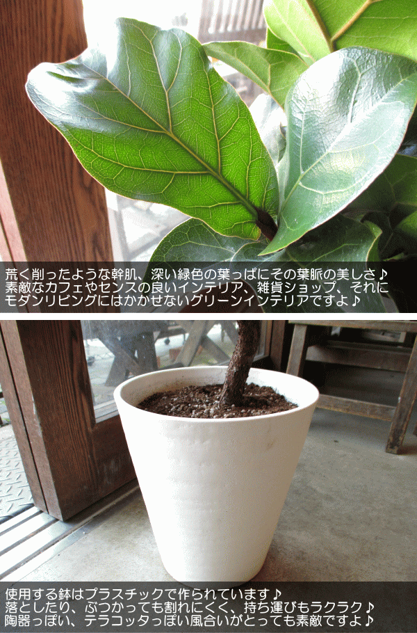 カシワバゴムの木 バンビーノ 曲がり仕立て 7号鉢サイズ 白色