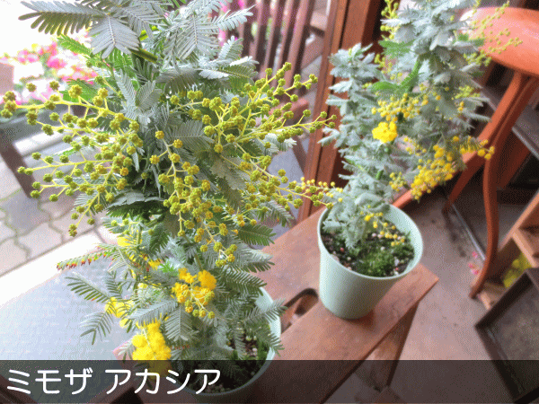 鉢植え ミモザ