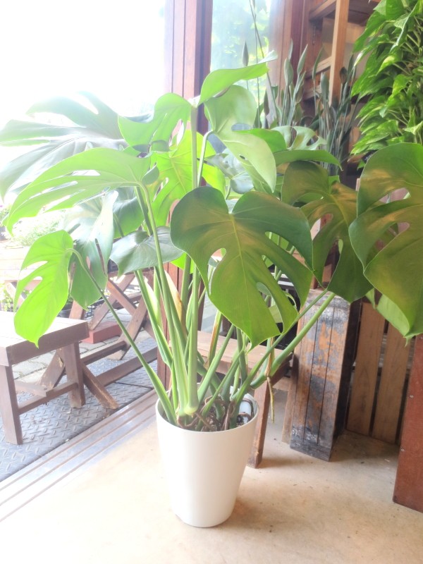 モンステラ デリシオーサ 7号鉢サイズ 鉢植え 観葉植物 ミニ