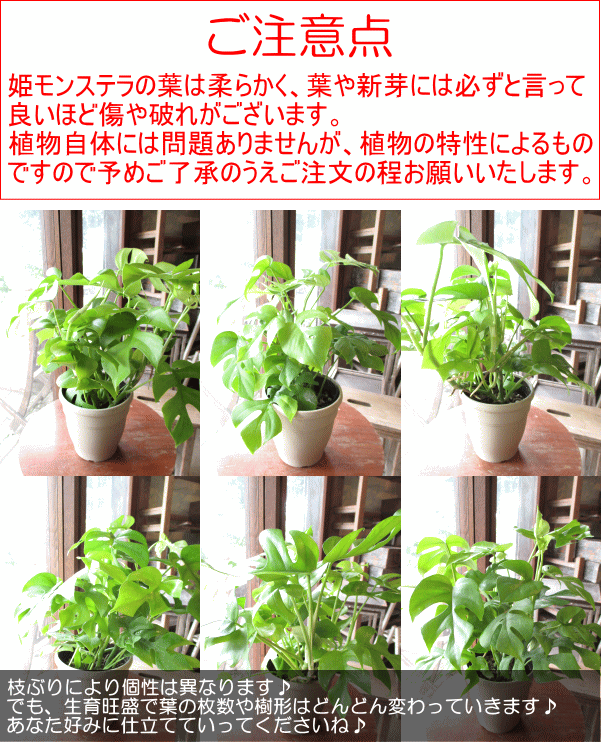 姫モンステラ ヒメモンステラ 5号鉢サイズ 鉢植え ペルツーサ 薫る花 観葉植物 おしゃれ インテリアグリーン アジアンテイスト 小型 ミニ :  monstera-10 : 薫る花 - 通販 - Yahoo!ショッピング