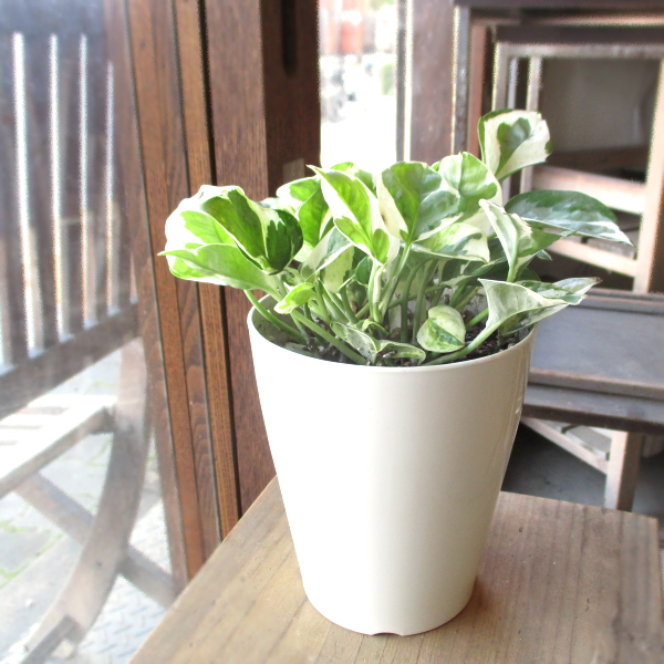 ポトス エンジョイ 4号鉢サイズ 鉢皿付き 白色 プラスチック鉢 鉢植え