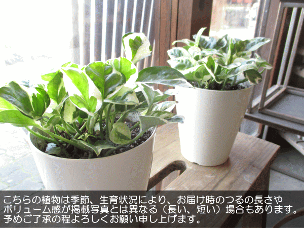 ポトス エンジョイ 4号鉢サイズ 鉢皿付き 白色 プラスチック鉢 鉢植え