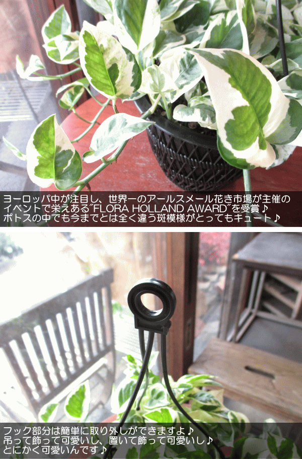 ポトス エンジョイ 5号吊り鉢 鉢植え 吊り下げ ぶら下げ ハンギング