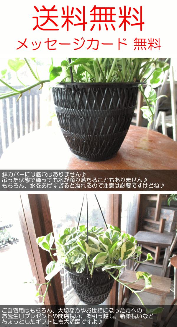 ポトス エンジョイ 5号吊り鉢 鉢植え 吊り下げ ぶら下げ ハンギング