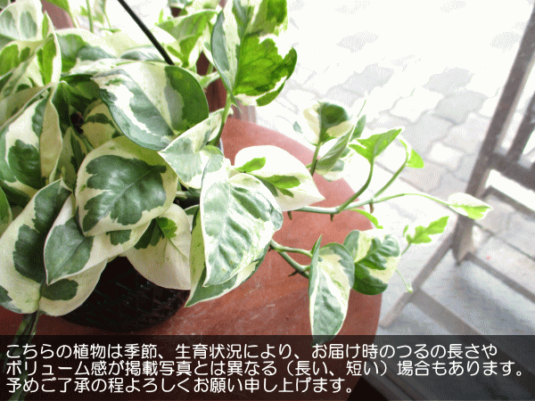ポトス エンジョイ 5号吊り鉢 鉢植え 吊り下げ ぶら下げ ハンギング