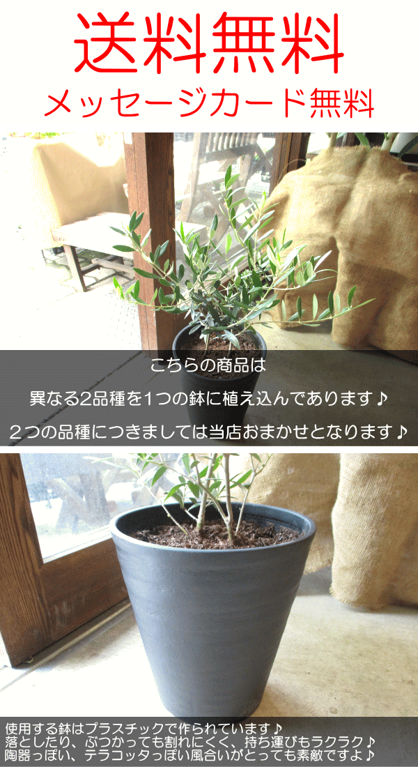 オリーブの木 2品種植え 7号鉢サイズ 黒色 セラアート鉢 ブラック 