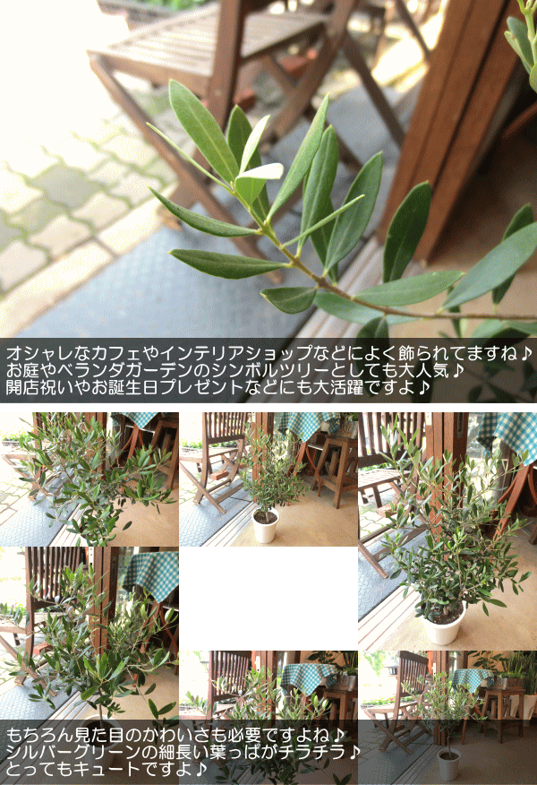 オリーブの木 5号鉢サイズ 鉢植え 苗木 オリーブ 薫る花 庭木 シンボル