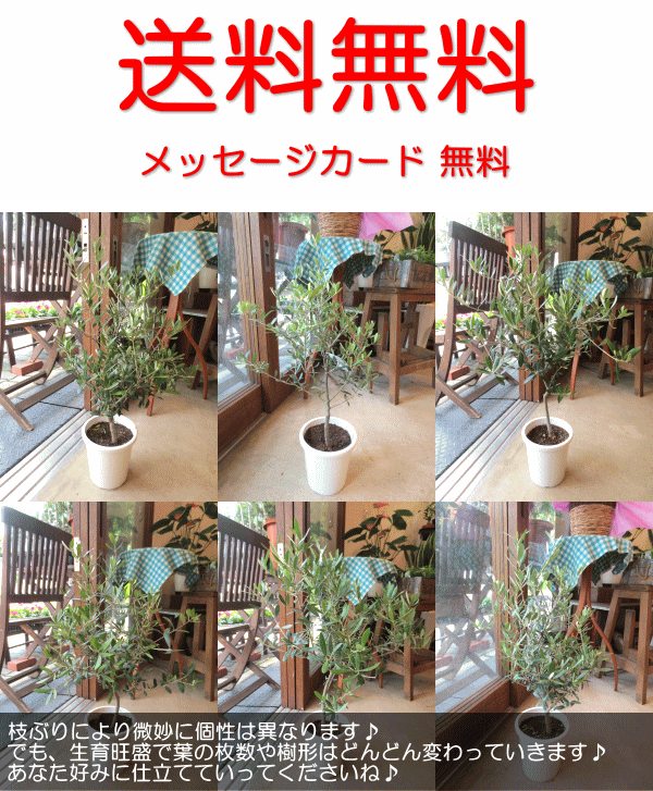 オリーブの木 5号鉢サイズ 鉢植え 苗木 オリーブ 薫る花 庭木 シンボル
