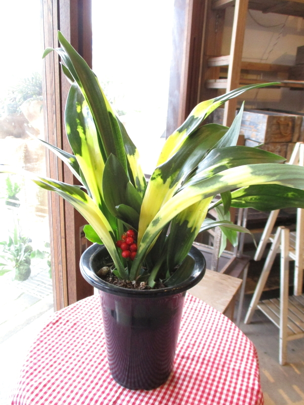万年青　富士 小型観葉植物 黒鉢　鉢植え 61NGpznjDxL._UF350,350_QL80_.jpg