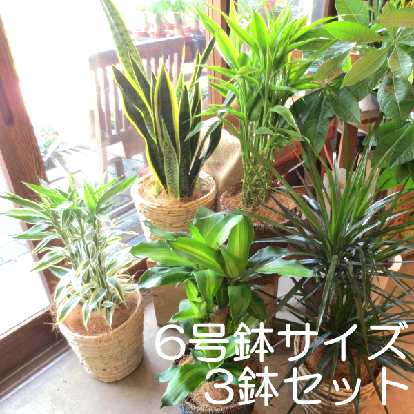 3鉢セット おためし観葉植物おまかせ6号鉢サイズ 鉢植え ミニ インテリアグリーン プレゼント 誕生日 開店祝い お試し 福袋 幸福の木 パキラ  モンステラ :otoku-01:薫る花 - 通販 - Yahoo!ショッピング