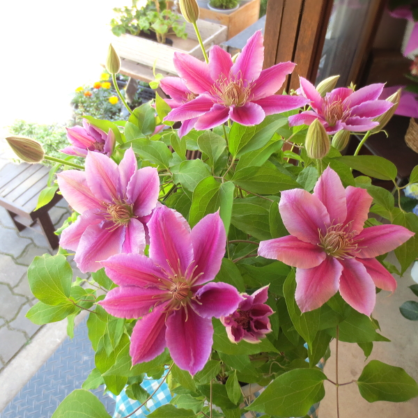 クレマチス ドクターラッペル 6号鉢サイズ 鉢植え 花 フラワー 鉢花 プレゼント ギフト 贈り物 テッセン 母の日ギフト 母の日特集 23年 Rapperu5 01 薫る花 通販 Yahoo ショッピング