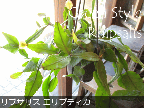 rhipsalis_01_02.gif