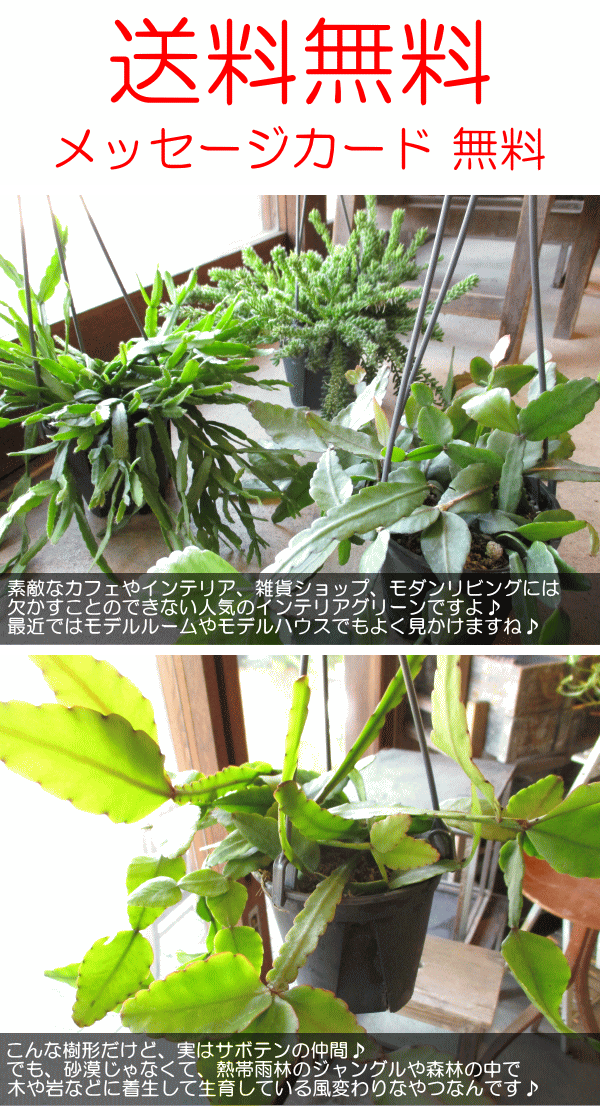 リプサリス エリプティカ 4号 吊り鉢 鉢植え サボテン 吊り下げ