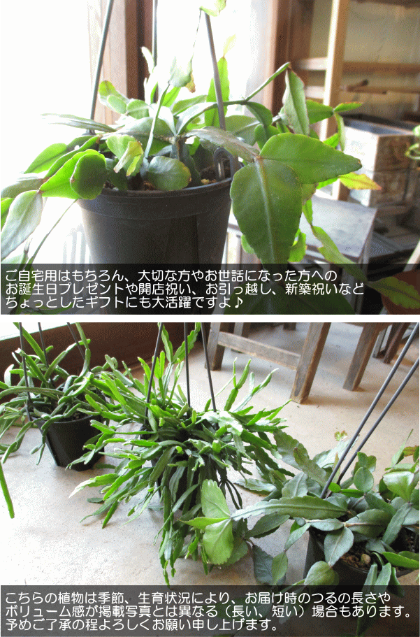 リプサリス エリプティカ 4号 吊り鉢 鉢植え サボテン 吊り下げ