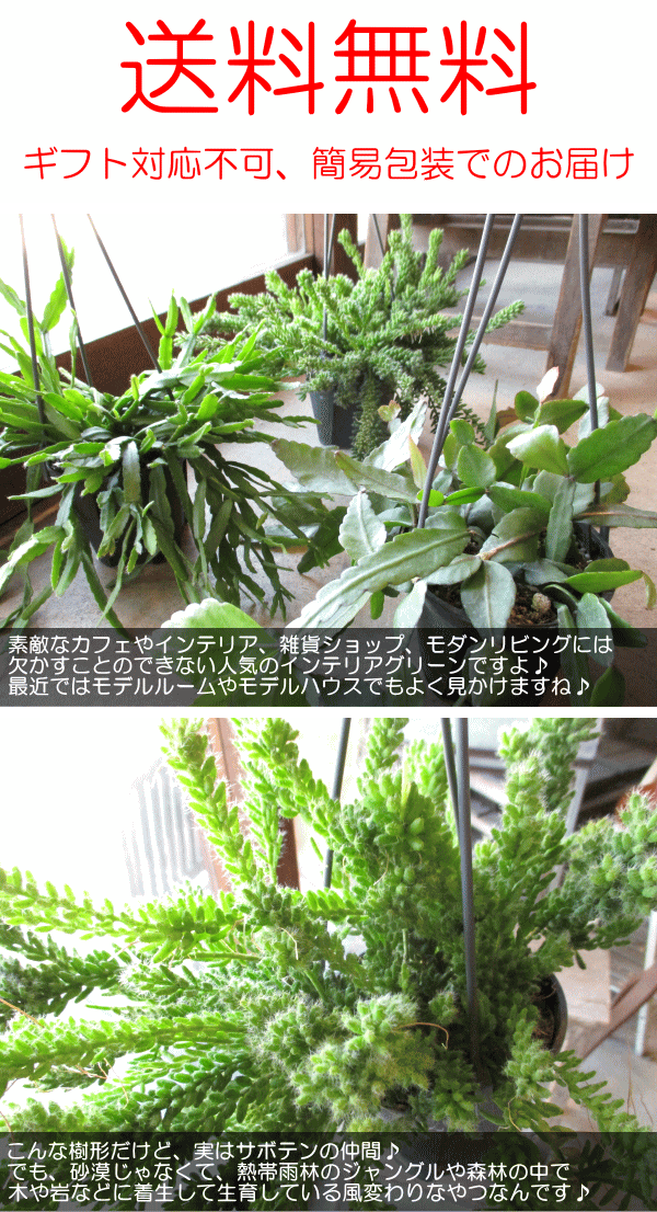 リプサリス おまかせ 3種セット 4号 吊り鉢 鉢植え サボテン