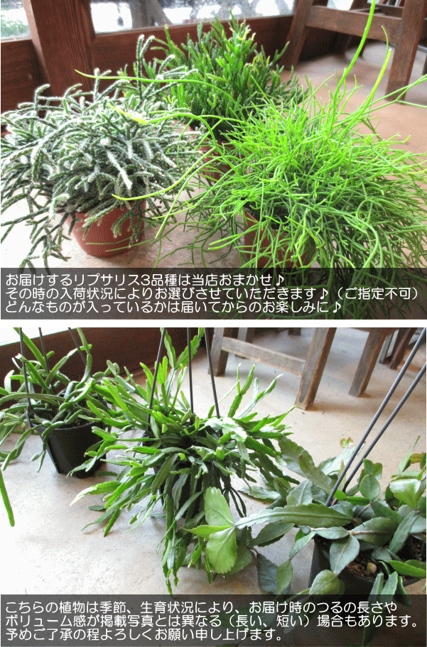リプサリス おまかせ 3種セット 4号 吊り鉢 鉢植え サボテン