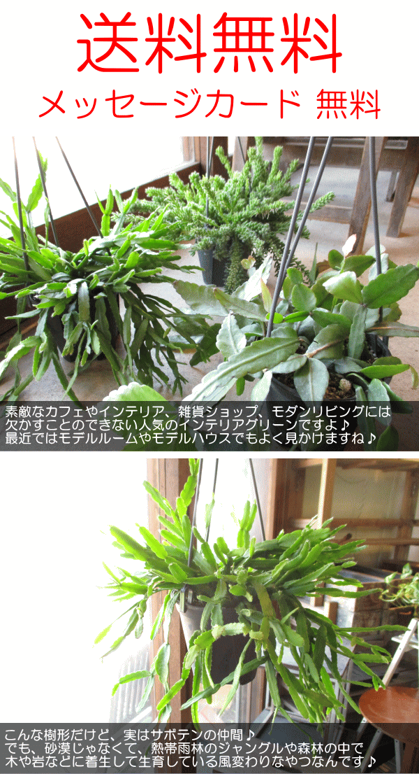 リプサリス ミクランサ ラウヒオルム 4号 吊り鉢 鉢植え サボテン 吊り