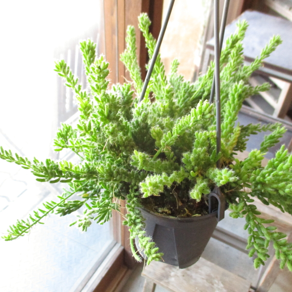 リプサリス エリプティカ 4号 吊り鉢 鉢植え サボテン 吊り下げ リプサリス エリプティカ 4号 吊り鉢 鉢植え サボテン 吊り下げ