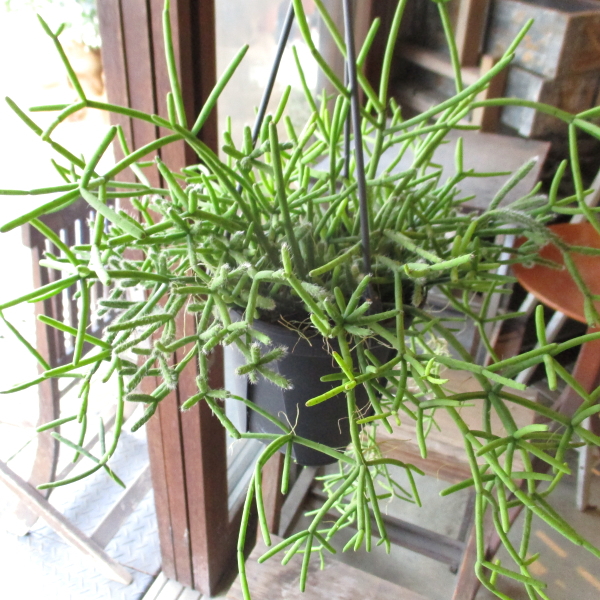 リプサリス おまかせ 3種セット 4号 吊り鉢 鉢植え サボテン