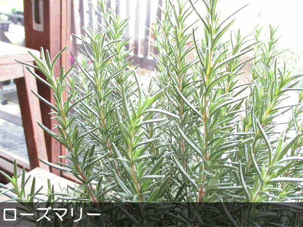 ローズマリー 立性 8号鉢サイズ 白色 セラアート鉢 鉢植え