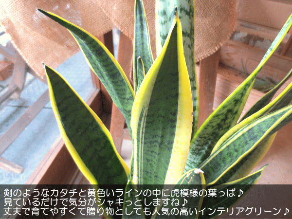 サンスベリア ローレンティー 6号鉢サイズ 鉢植え 観葉植物 ミニ 