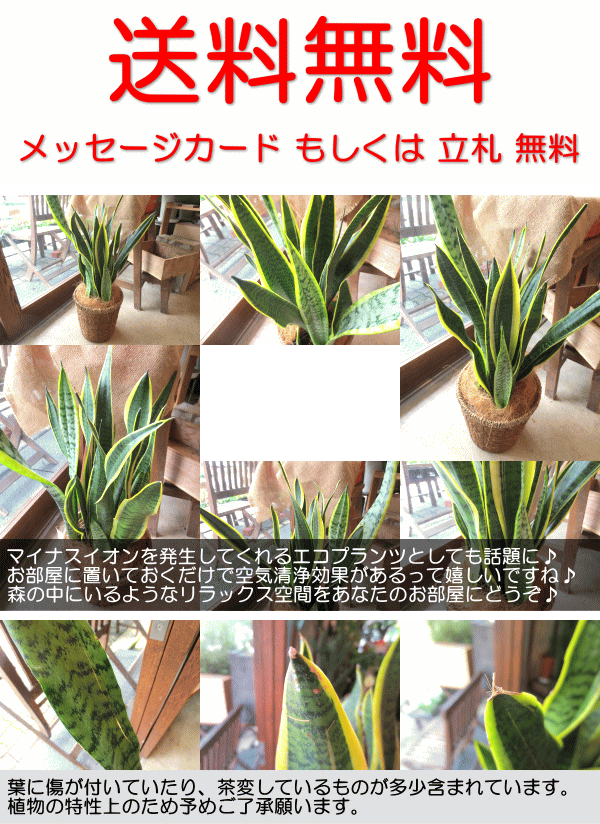 専用　サンスベリア ローレンチ 合成樹脂鉢 お皿付き 68fadb53b5c14ec1d287137b7bf70b
