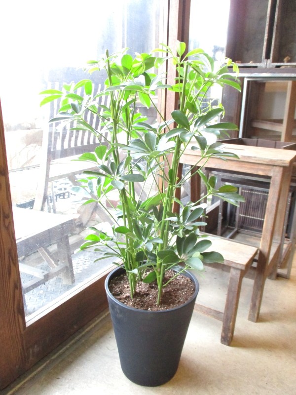 schefflera_04_03.jpg schefflera_04_03.jpg