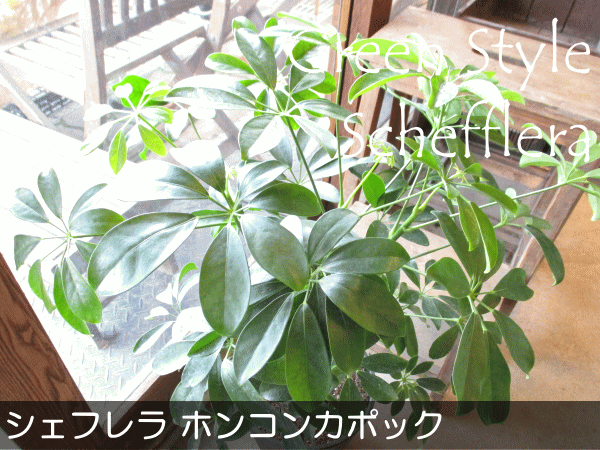［現品］G シェフレラ　ホンコンカポック　曲がり　7号　観葉植物　室内　大型 楽天市場】観葉植物 大型 シェフレラ ホンコンカポック 【現品】選べる