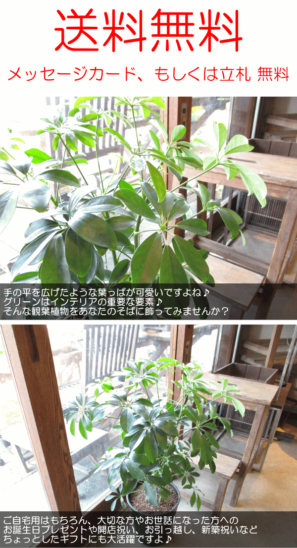 B級品/大型観葉植物】丸い葉っぱが可愛い♡シェフレラカポック