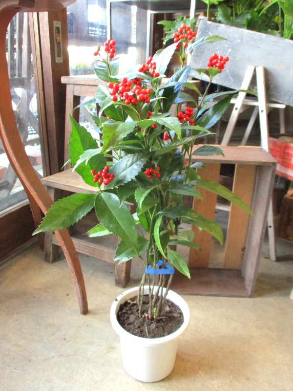 楽天市場】赤い葉 観葉植物の通販