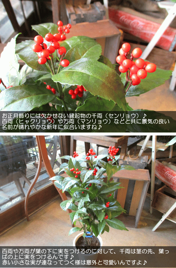 大実千両 赤実 実付き 5号鉢サイズ 鉢植え 観葉植物 ミニ