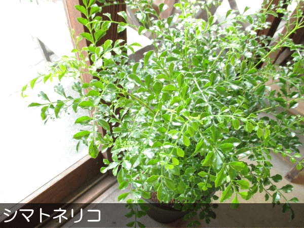 シマトネリコ 8号鉢サイズ 黒色 セラアート鉢 鉢植え 薫る花 庭木