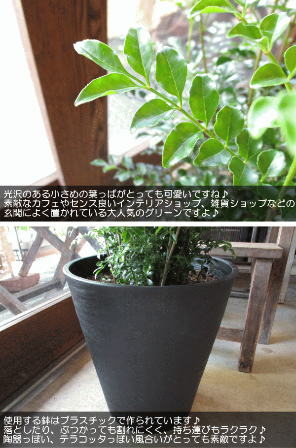 シマトネリコ 8号鉢サイズ 黒色 セラアート鉢 鉢植え 薫る花 庭木