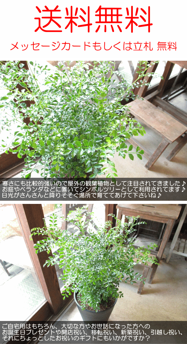 ８月末販売開始予定■ 大きなセローム シンボルグリーン 8月末販売開始予定□ 大きなセローム シンボルグリーン 🗣️新車入庫