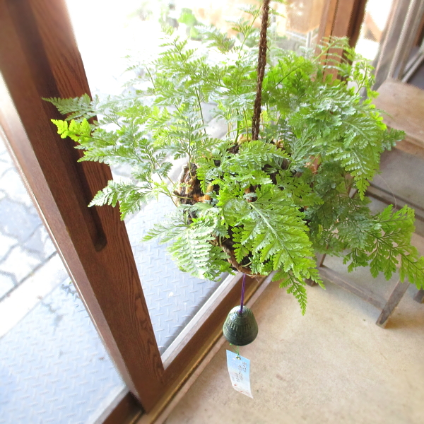 つりしのぶ 風鈴付き 涼を呼ぶ夏の風物詩 シノブ 和風 日本風 和モダン 薫る花 鉢花 釣りしのぶ 吊りしのぶ 苔玉 コケ玉 父の日ギフト プレゼント  2024年 : shinobu-01 : 薫る花 - 通販 - Yahoo!ショッピング