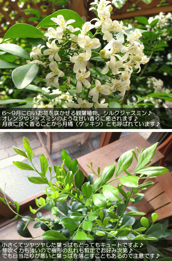 Gシルクジャスミン　ゲッキツ　花が咲き実が成る観葉植物　室内外 シルクジャスミン（ゲッキツ）の育て方！花言葉や剪定方法も解説