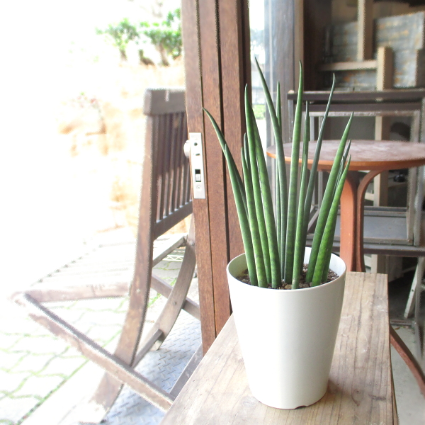 サンスベリア　キスマヨ　激レア血統　斑入り　サンセベリア　クリア鉢・皿付き サンスベリア キスマヨ 激レア血統 斑入り サンセベリア クリア鉢・皿付き