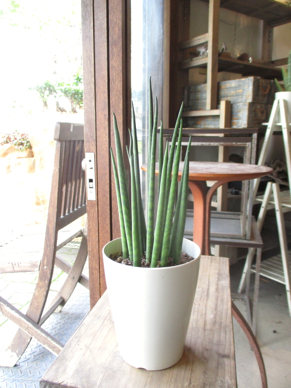 サンスベリア バキュラリス 4号鉢サイズ 鉢皿付き 白色 プラスチック鉢